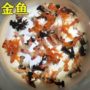 喂龍魚草金魚的過(guò)程需要謹(jǐn)慎處理，以確保草金魚的安全：喂龍魚草金魚怎么處理