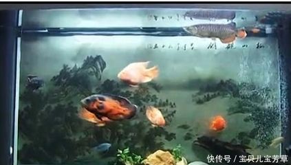 地圖魚(yú)和龍魚(yú)哪個(gè)好養(yǎng)地圖魚(yú)和龍魚(yú)混養(yǎng)注意事項(xiàng)：在地圖魚(yú)和龍魚(yú)中，選擇哪一個(gè)更好養(yǎng)，需要考慮幾個(gè)關(guān)鍵因素