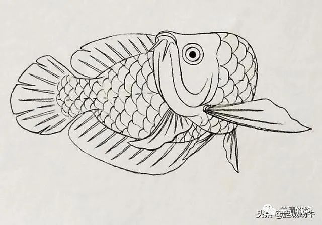 金龍魚結(jié)構(gòu)圖的詳細(xì)介紹：關(guān)于金龍魚結(jié)構(gòu)圖的詳細(xì)介紹 龍魚百科 第3張