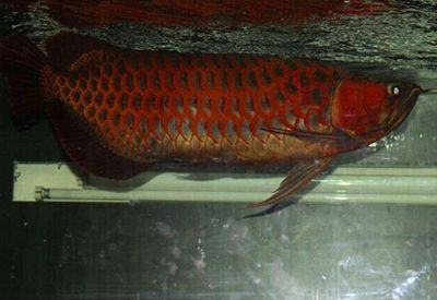 紅龍魚認(rèn)人嗎？：紅龍魚確實(shí)能夠認(rèn)人，并且會(huì)對(duì)經(jīng)常喂食的人產(chǎn)生情感反應(yīng)