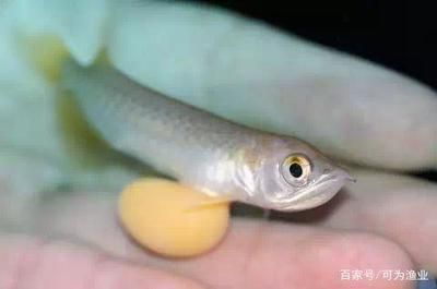 龍魚眼球變白突出來，：龍魚眼球變白怎么辦 龍魚百科 第3張