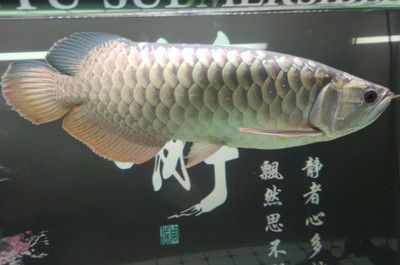 龍魚跳出來(lái)死亡的原因：龍魚為什么會(huì)跳出來(lái)死亡？ 龍魚百科 第1張