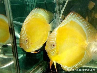 七彩燕魚能和龍魚混養(yǎng)嗎：七彩燕魚能與龍魚混養(yǎng)嗎七彩燕魚能與龍魚混養(yǎng)嗎 龍魚百科 第1張