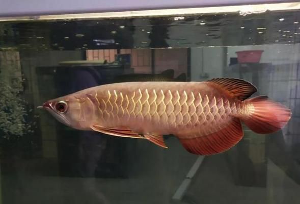 龍魚發(fā)色用什么燈好，龍魚發(fā)色用什么燈好一點(diǎn)：龍魚發(fā)色燈光選擇指南