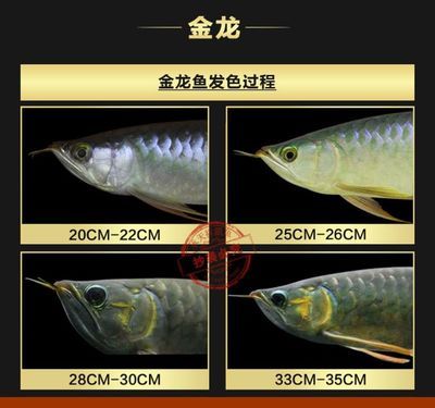 龍魚治療溫度33度是否可行時，需要考慮龍魚的適宜范圍：龍魚治療溫度33度可行嗎？ 龍魚百科 第1張