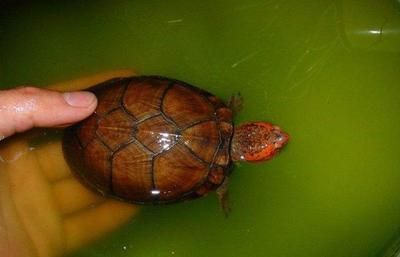 龍魚的飼料是否可以用來喂紅面蛋龜，紅面蛋龜營養(yǎng)需求有所不同：龍魚的飼料可以用來喂紅面蛋龜嗎？