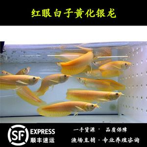 紅眼白子招財龍魚跳缸嗎，：紅眼白子招財龍魚跳缸嗎紅眼白子招財龍魚跳缸嗎