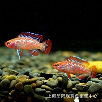 火焰變色龍魚的變色條件是什么火焰變色龍魚的變色條件：火焰變色龍魚變色的條件