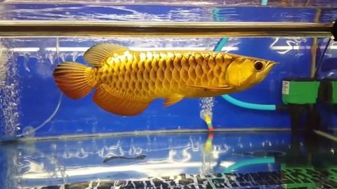 金龍魚的等級(jí)怎么分？：金龍魚的等級(jí)分類方法