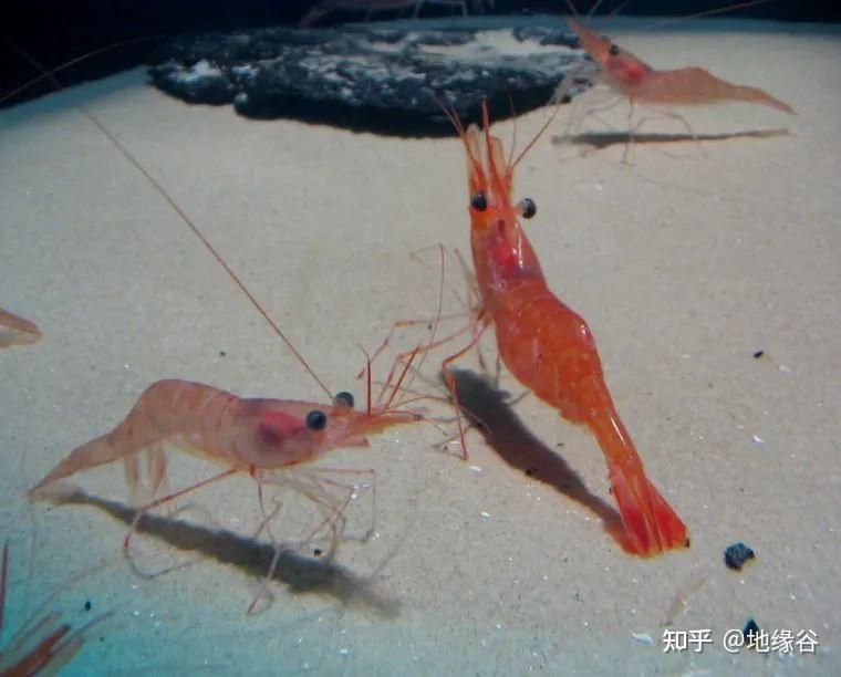 紅龍魚四大漁場排名第幾？：紅龍魚四大漁場具體排名，紅龍魚四大漁場排名第幾 龍魚百科 第3張