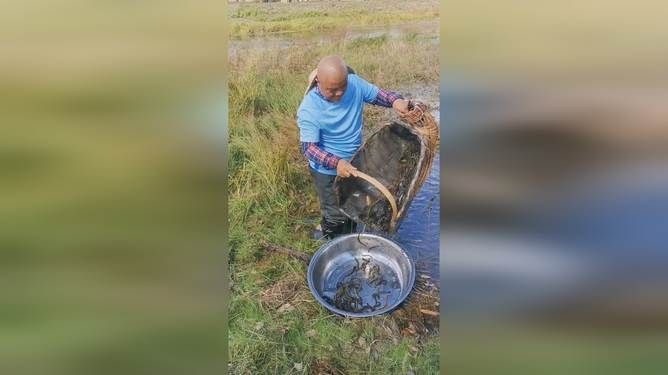 喂龍魚泥鰍的處理方法主要有以下幾個步驟：喂龍魚泥鰍怎么處理：喂龍魚泥鰍的處理方法 龍魚百科 第2張