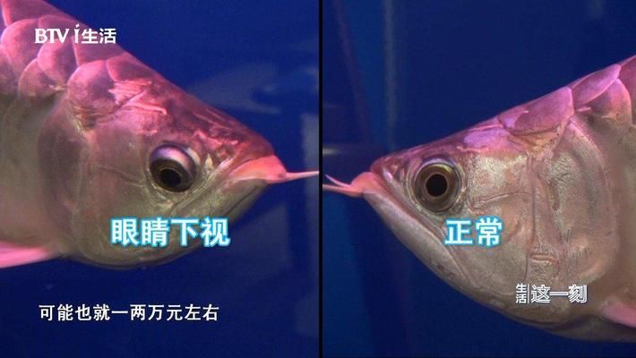 金龍魚掉眼屎是由于水質(zhì)不好、飲食不均衡等因素引起的：金龍魚掉眼屎是什么原因