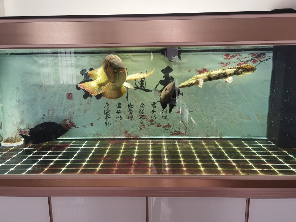 龍魚(yú)眼睛白內(nèi)障怎么治療龍魚(yú)眼睛白內(nèi)障怎么治療：龍魚(yú)眼睛出現(xiàn)白內(nèi)障怎么治療龍魚(yú)眼睛白內(nèi)障怎么治療 觀賞魚(yú)論壇