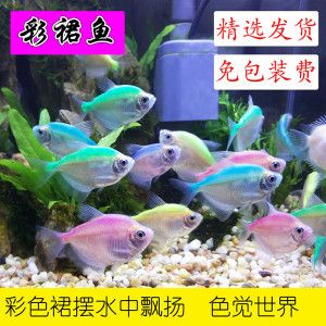 七彩神仙魚和龍魚混養(yǎng)方法圖解：七彩神仙魚與龍魚混養(yǎng)方法 龍魚百科 第3張