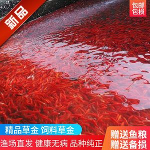 龍魚飼養(yǎng)方式對于魚的健康和長壽至關(guān)重要，龍魚飼養(yǎng)建議：關(guān)于龍魚喂飼料好還是喂魚好的討論 龍魚百科