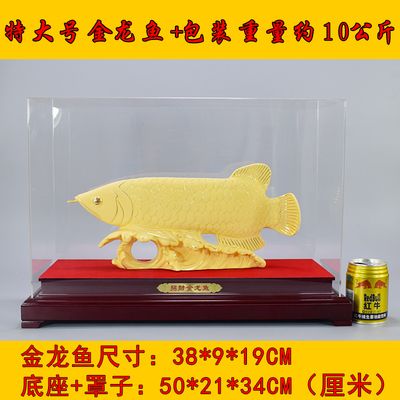 最大的金龍魚(yú)可以重達(dá)200斤（約100公斤），可以重達(dá)100公斤：世界上最大的金龍魚(yú)有多重？ 龍魚(yú)百科 第3張