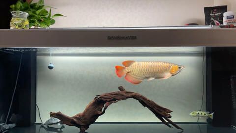 紅龍魚(yú)喂什么小魚(yú)好看，：紅龍魚(yú)喂什么好 龍魚(yú)百科 第2張