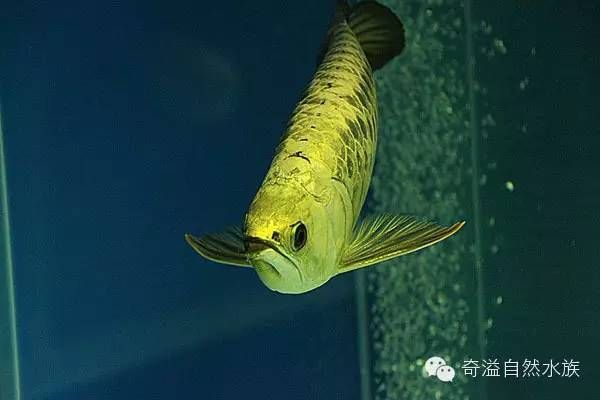 霸王金龍魚(yú)飼養(yǎng)方法霸王金龍魚(yú)飼養(yǎng)方法霸王金龍魚(yú)飼養(yǎng)方法：霸王金金龍魚(yú)的飼養(yǎng)方法