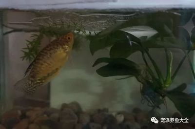 紅曼龍魚的成年體長是多少？：紅曼龍魚的性別對于繁殖和飼養(yǎng)者需要注意以下幾點