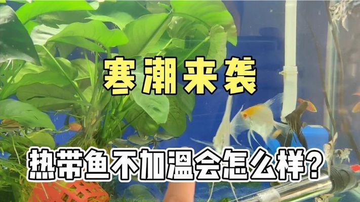 淮南龍魚火鍋的相關信息搜索結果中有關于龍魚火鍋的信息：淮南龍魚火鍋怎么樣