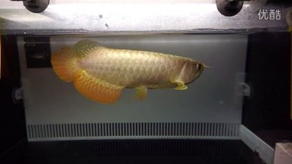 b過金龍魚和過背金龍魚的區(qū)別是什么？：b級(jí)過背金龍魚和過背金龍魚的區(qū)別在于鱗片的亮度和珠鱗的表現(xiàn)上 龍魚百科 第1張