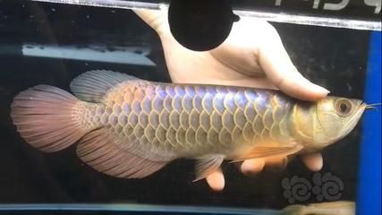 b過金龍魚和過背金龍魚的區(qū)別是什么？：b級(jí)過背金龍魚和過背金龍魚的區(qū)別在于鱗片的亮度和珠鱗的表現(xiàn)上 龍魚百科 第2張