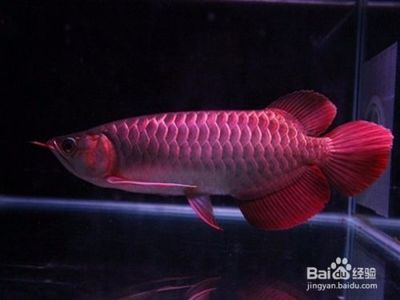 銀龍魚(yú)飼養(yǎng)需要注意以下幾個(gè)方面：關(guān)于銀龍魚(yú)的一些基本養(yǎng)護(hù)知識(shí) 龍魚(yú)百科 第3張