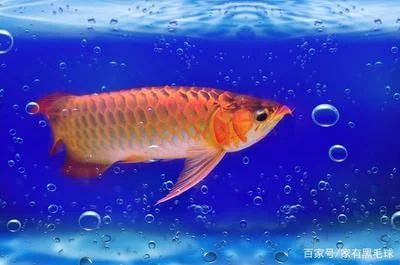 龍魚燈光照射的最佳時間通常被認為是10-12小時：龍魚燈光照射最佳時間通常被認為是10-12小時