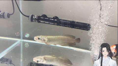 龍魚新入缸頻繁張嘴怎么辦龍魚新入缸頻繁張嘴怎么辦：龍魚新入缸頻繁張嘴怎么辦, 龍魚百科 第1張