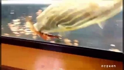 斑馬狗頭魚和雷龍魚適合混養(yǎng)嗎？：斑馬狗頭魚和雷龍魚可以混養(yǎng)嗎？ 龍魚百科 第1張