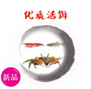 斑馬狗頭魚和雷龍魚適合混養(yǎng)嗎？：斑馬狗頭魚和雷龍魚可以混養(yǎng)嗎？ 龍魚百科 第3張