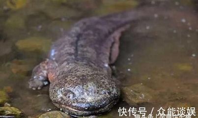 小龍魚的喂食頻率需要根據(jù)生長階段來決定它們的生長階段來決定：小龍魚的喂食頻率和食物選擇