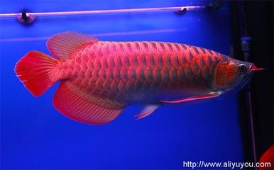 養(yǎng)龍魚(yú)的魚(yú)缸尺寸是多少？：養(yǎng)龍魚(yú)的魚(yú)缸尺寸