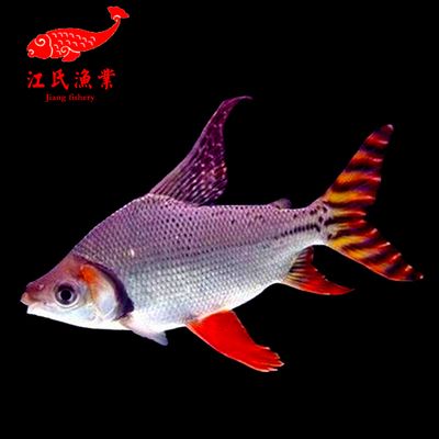 金龍魚、虎魚和飛鳳能一起混養(yǎng)嗎？：金龍魚、虎魚和飛鳳可以一起混養(yǎng) 龍魚百科 第1張