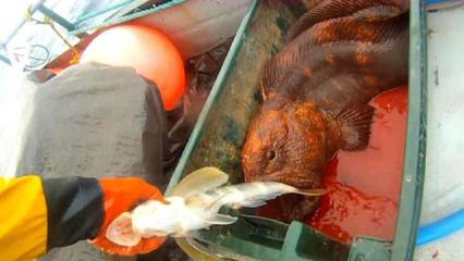 金龍魚適合手術后食用嗎？：金龍魚是否適合手術后食用時 龍魚百科 第3張