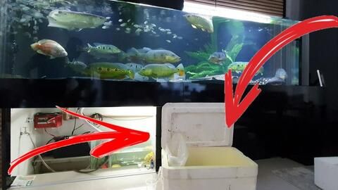 養(yǎng)銀龍魚最小的魚缸尺寸是多少？：養(yǎng)銀龍魚最小建議的魚缸尺寸是多少，養(yǎng)銀龍魚最小多大的缸 龍魚百科 第2張