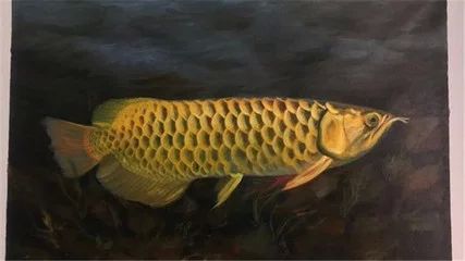 龍魚(yú)的歷史及種類：龍魚(yú)作為一種具有悠久歷史和獨(dú)特外貌的大型淡水魚(yú)