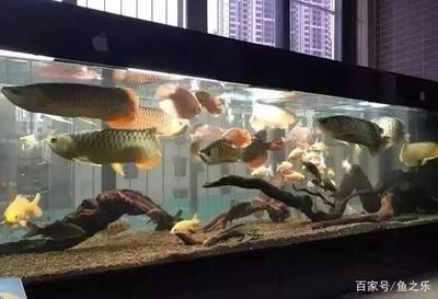 養(yǎng)魚人的日常周末換水，long859評論：水清魚靚：養(yǎng)魚人的日常周末換水 觀賞魚論壇 第3張