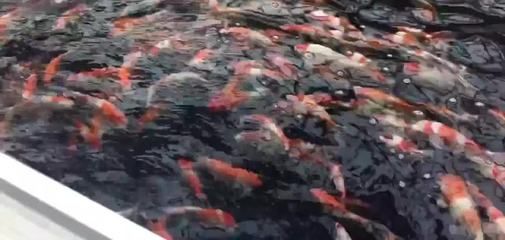 龍魚原產地的生活環(huán)境特點有哪些龍魚原產地生活環(huán)境特點：龍魚原產地生活環(huán)境特點有哪些龍魚原產地生活環(huán)境特點 龍魚百科 第1張