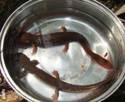 養(yǎng)活小龍魚觀賞魚需要注意以下幾個(gè)方面：小龍魚的養(yǎng)殖需要注意：養(yǎng)護(hù)小龍魚，小龍魚觀賞魚怎么養(yǎng)活 龍魚百科 第1張