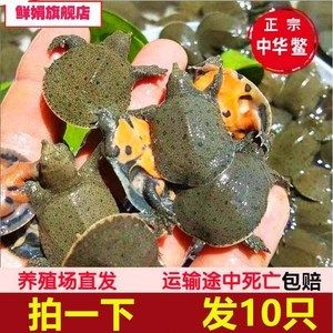 龍魚是否可以吃鱉苗？：龍魚會吃鱉苗嗎？