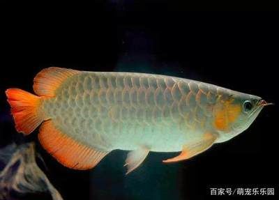 養(yǎng)銀龍魚需要注意的幾個(gè)方面：養(yǎng)銀龍魚的注意事項(xiàng) 龍魚百科 第2張