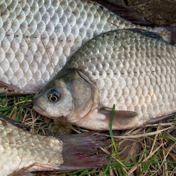 龍魚是否可以吃鯽魚？：龍魚可以吃鯽魚嗎 龍魚百科 第3張