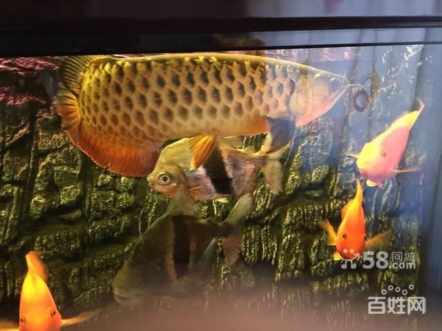 金龍魚咬巴西亞魚的原因：金龍魚為什么咬巴西亞魚？