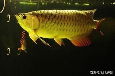 金龍魚是國家二級保護(hù)動物嗎？：關(guān)于金龍魚是否為國家二級保護(hù)動物的問題，我們可以從以下幾方面進(jìn)行探討