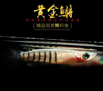 印度金龍魚(yú)是什么？：印度金龍魚(yú)是一種什么樣的魚(yú)？