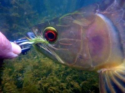 龍魚工坊魚竿怎么樣龍魚工坊魚竿質(zhì)量、銷售情況和品牌影響力：“龍魚工坊魚竿怎么樣”