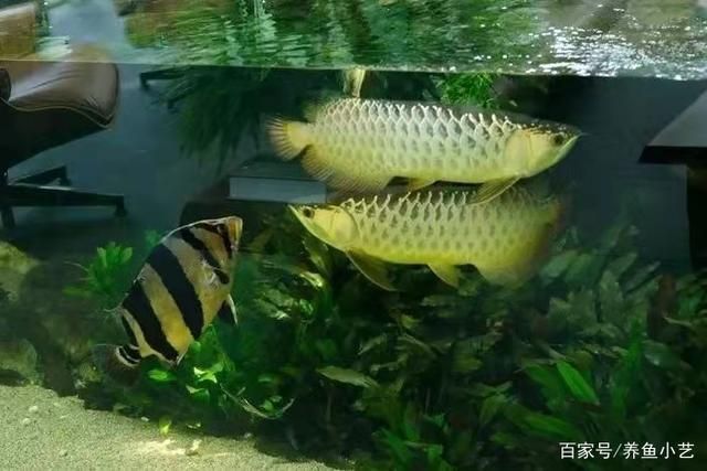 龍魚飼養(yǎng)密度主要取決于魚缸的種類和大小和龍魚的種類和大?。糊堲~一個缸里適合養(yǎng)幾條龍魚