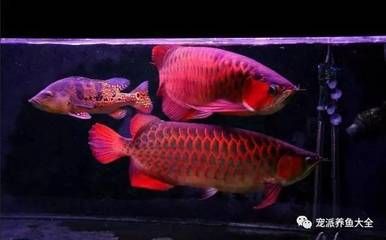 適合與龍魚混養(yǎng)的小魚，七彩神仙魚、埃及神仙魚、埃及神仙魚：七彩神仙魚、埃及神仙魚、埃及神仙魚、白鯉魚混養(yǎng)的良好選擇