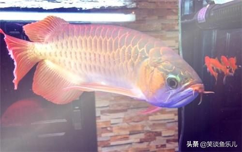 龍魚為什么會(huì)上?。糊堲~上浮可能是由于多種原因引起的 龍魚百科 第2張